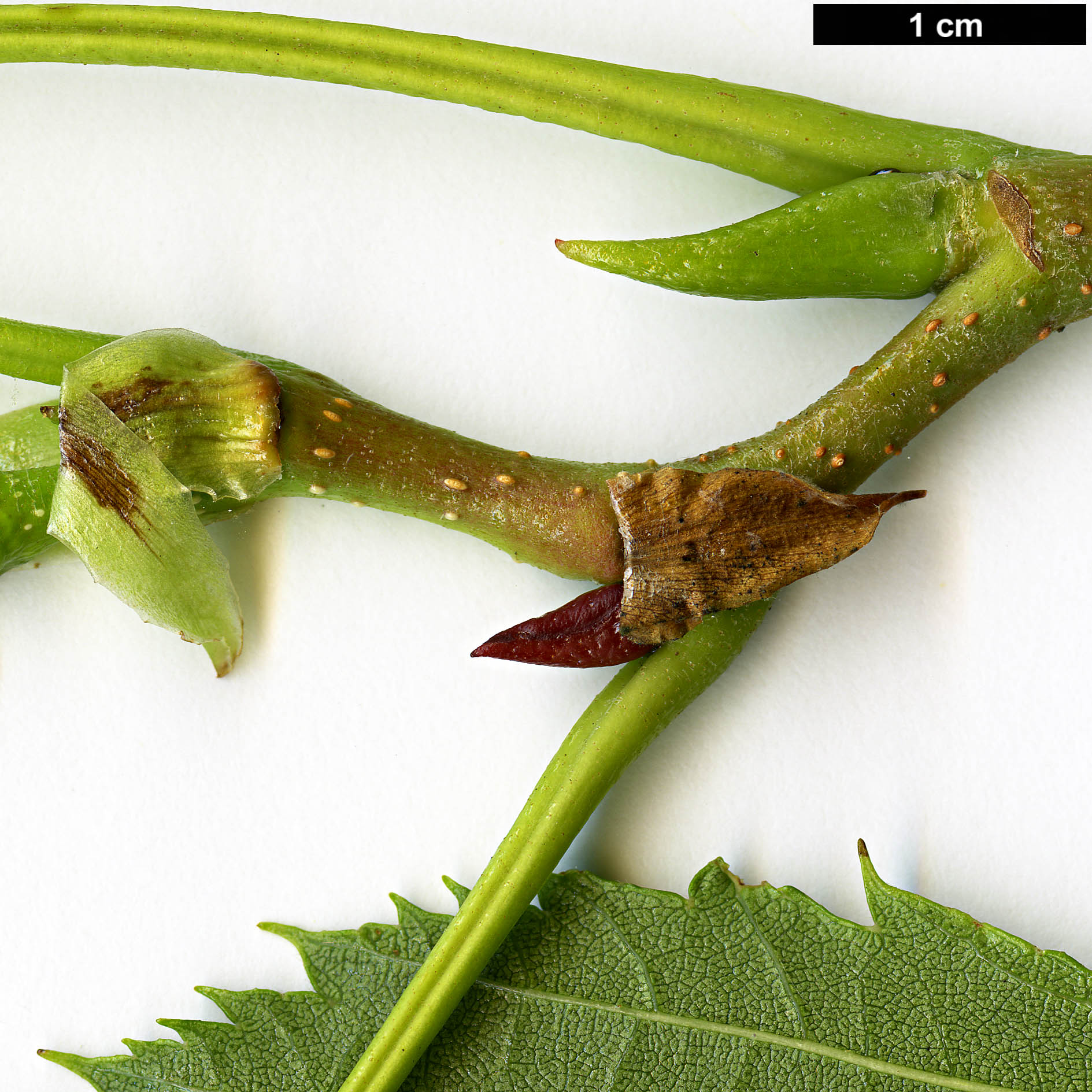 High resolution image: Family: Betulaceae - Genus: Alnus - Taxon: aff. maximowiczii